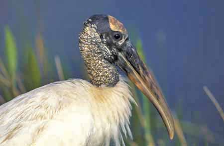 Wood stork in the Everglades